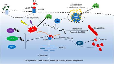 A Review of Treatment of Coronavirus Disease 2019 (COVID-19): Therapeutic Repurposing and Unmet Clinical Needs